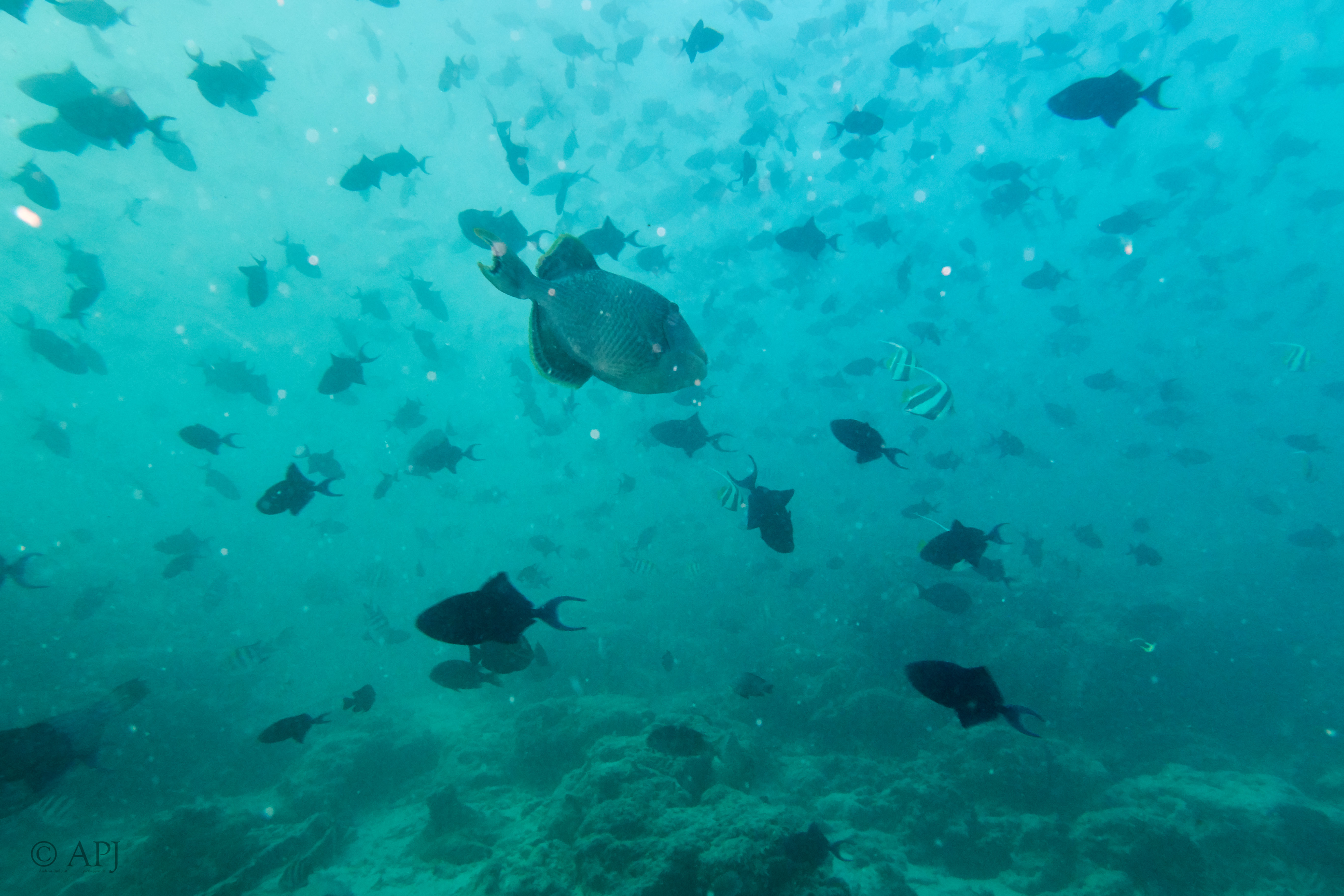 000042 13 08 17  Canon PowerShot G7 X Mark II   Malediven2017